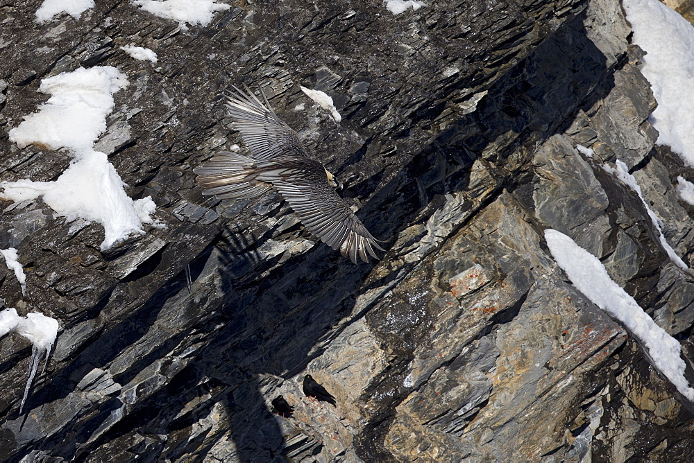 Lammergeier in flight, Swiss Alps 