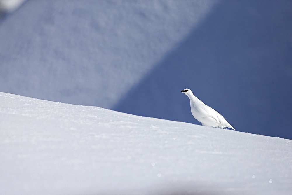 Male ptarmigan in the snow, Swiss Alps 