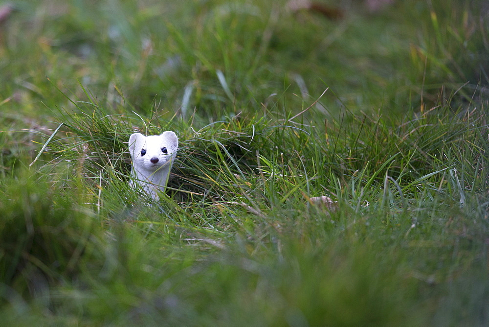 Ermine in winter coat in the grass, Swiss Alps 