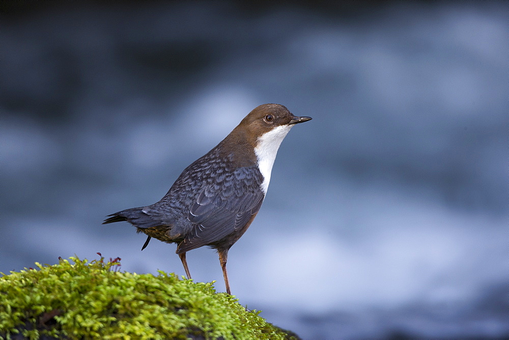 White throated Dipper in the river, Vaud Switzerland 