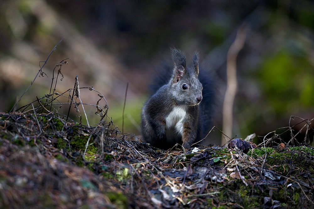 Red squirrel on the ground, Vaud Alps Switzerland 