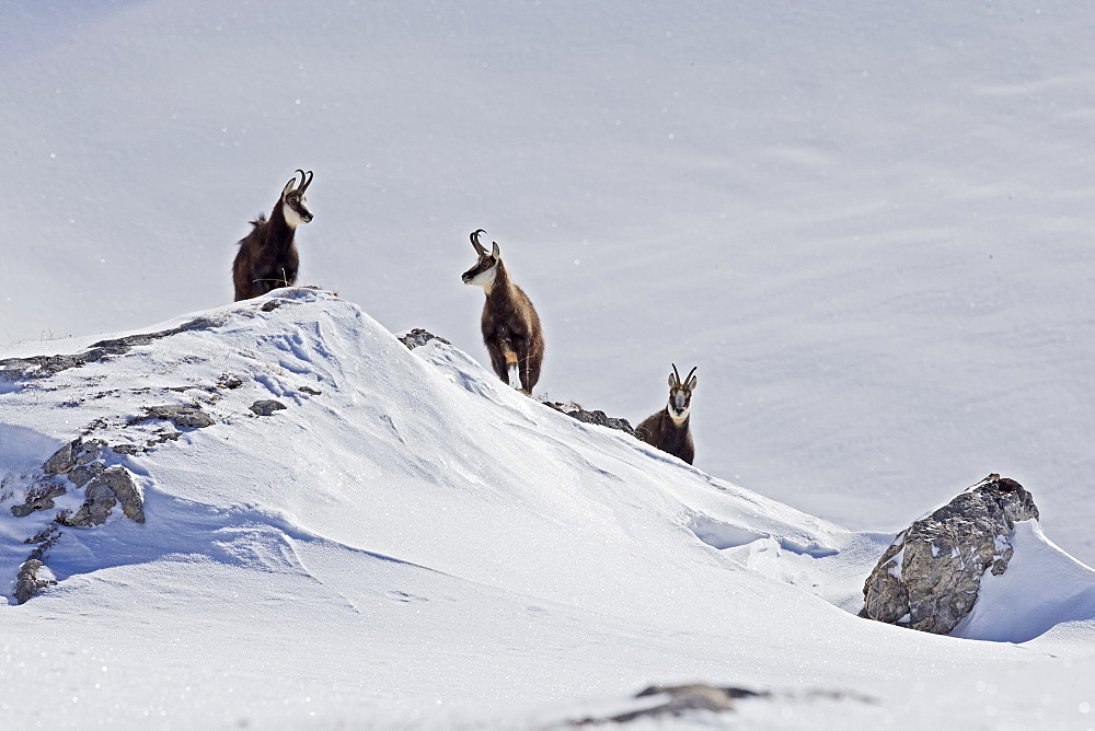 Alpine Chamois in Snow, Alps Vaud Switzerland 