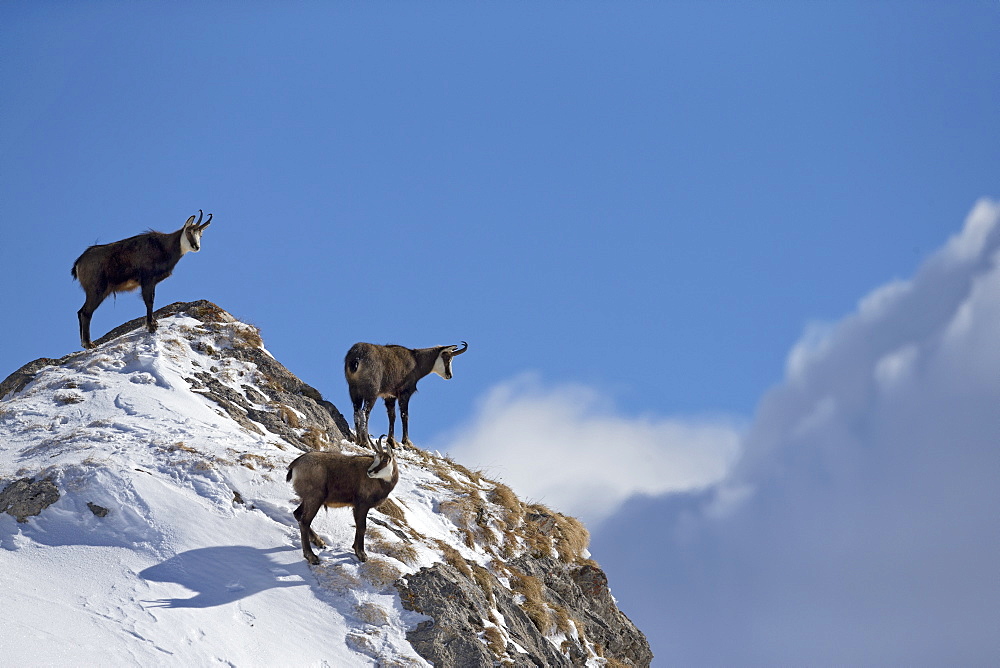 Alpine Chamois on summit, Alps Vaud Switzerland 