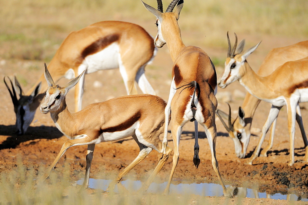 Springboks at waterhole , Kalahari Desert Kgalagadi RSA