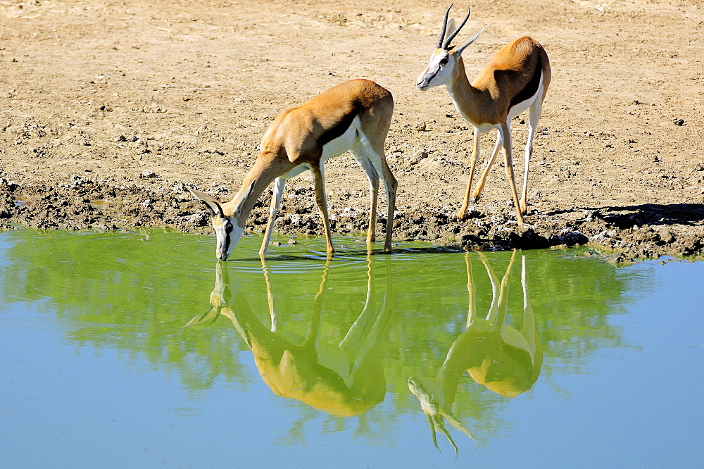 Springboks at waterhole , Kalahari Desert Kgalagadi RSA