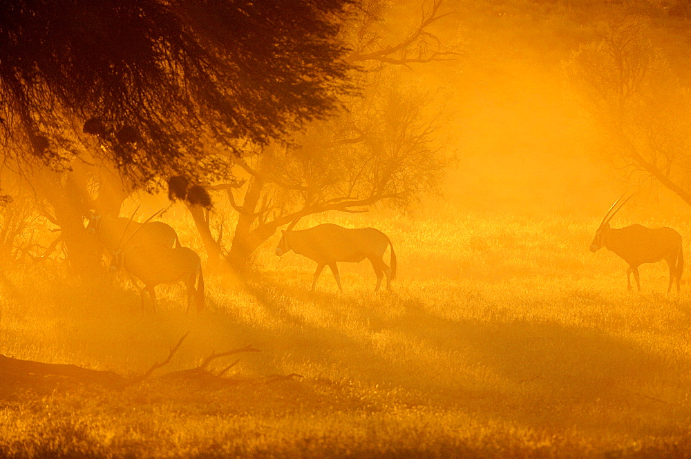 Gemsboks at dawn, Kalahari Kgalagadi South Africa