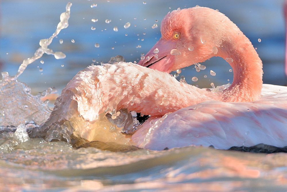 Greater Flamingo grooming, Camargue France 