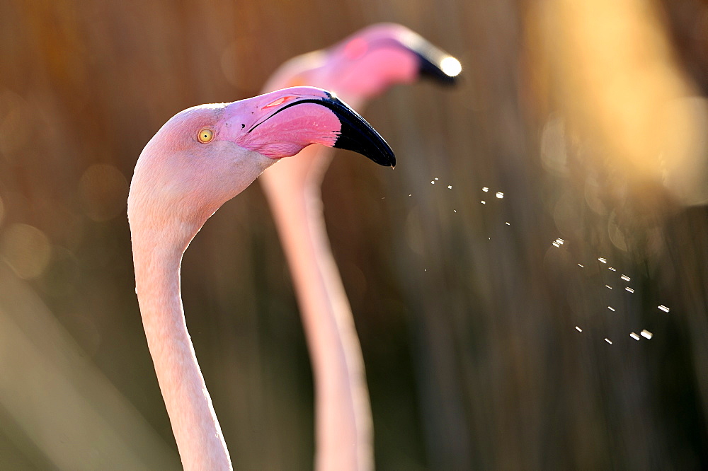 Portrait of Greater Flamingo, Camargue France 