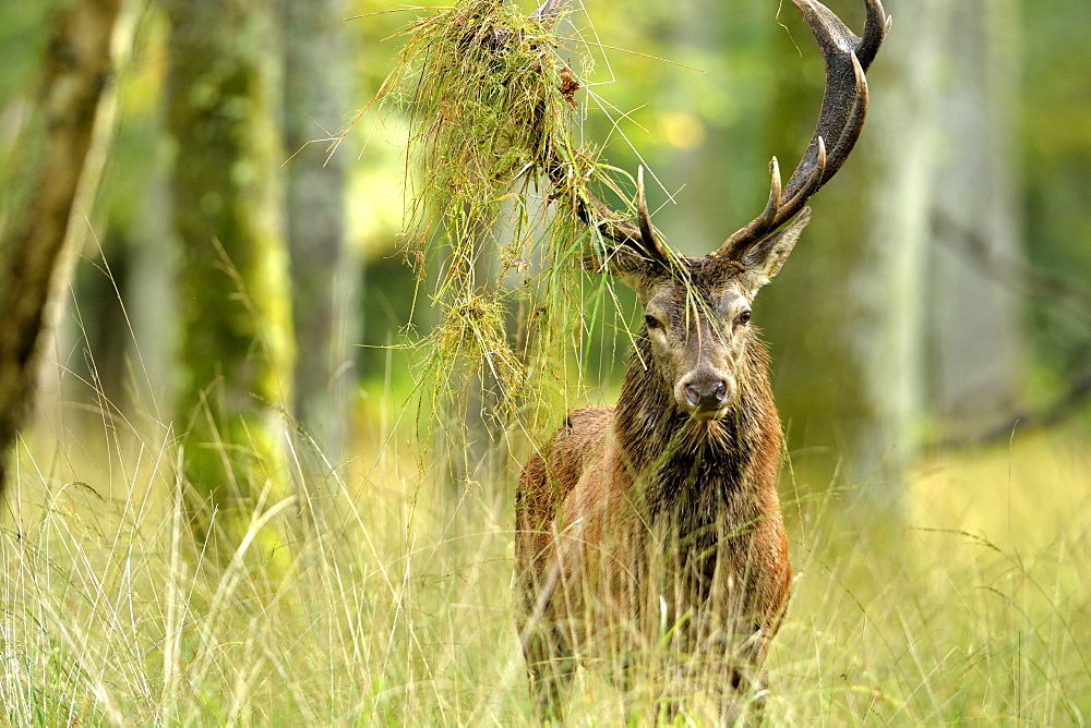 Male red deer foraging, Burgundy France 