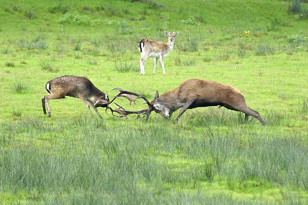 Fight between Fallow Deer and Red Deer, Burgundy France 