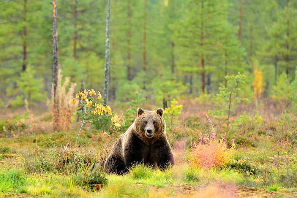 Brown bear in a clearing in autumn, Finland