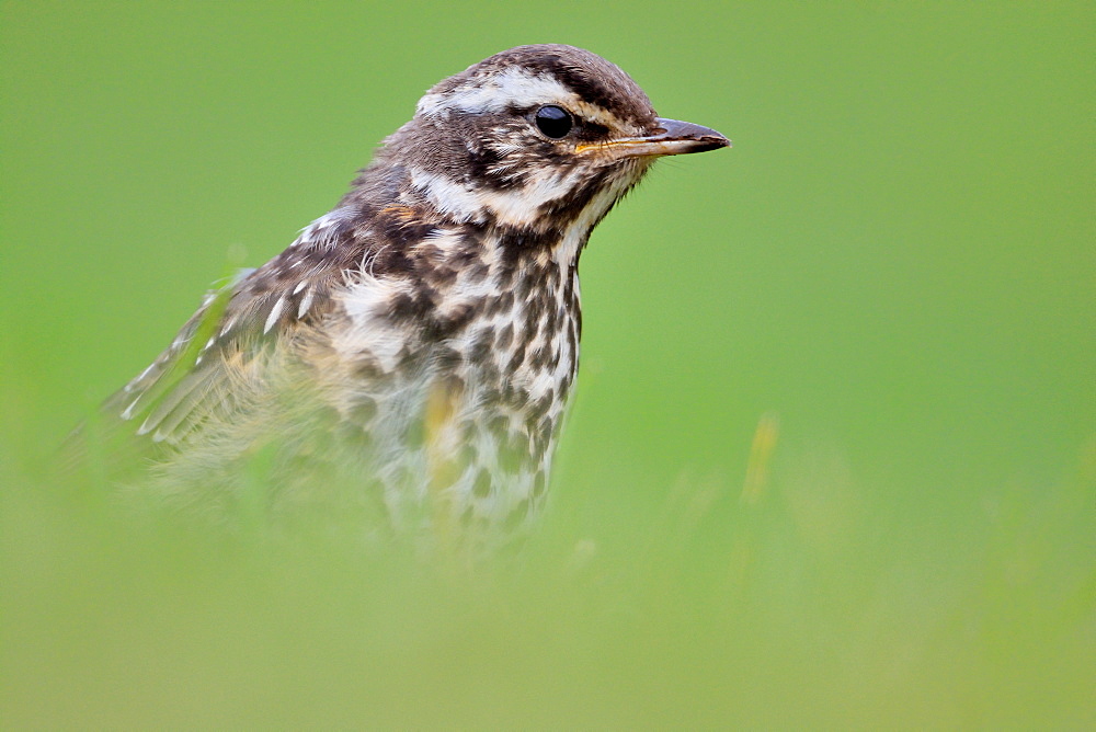 Portrait of Redwing, Akureyri Iceland 