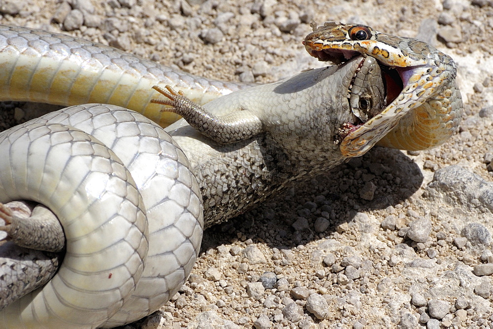 Olive Whip Snake catching a Lizard, Etosha Namibia