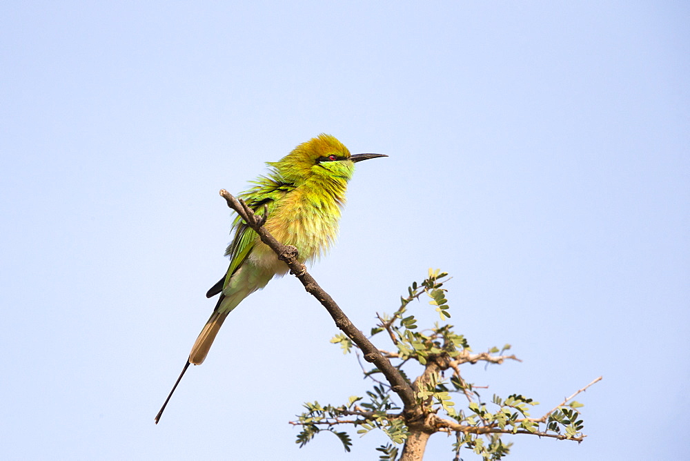 Green Bee-eater on a branch, Rajasthan India