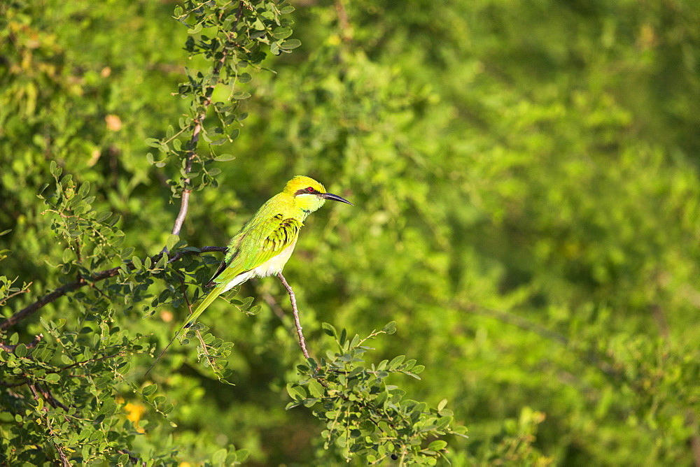 Green Bee-eater on a branch, Rajasthan India