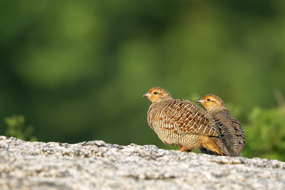 Grey Francolins on rock, Rajasthan India