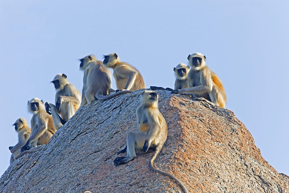 Hanuman Langurs on rock at dawn, Rajasthan India