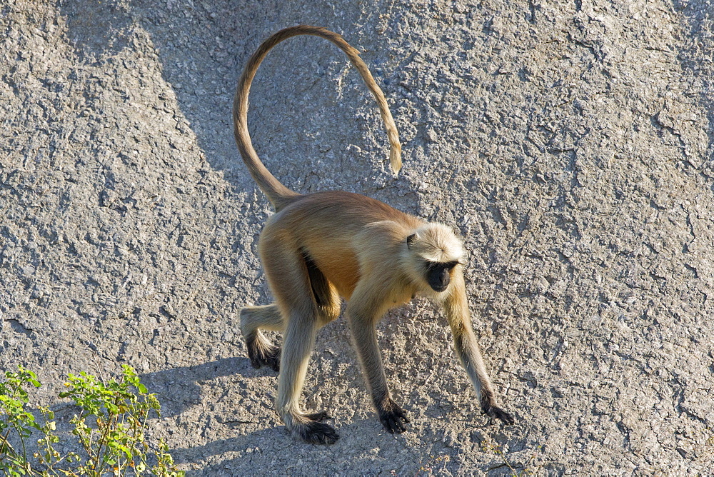 Hanuman Langur male on rock, Rajasthan India