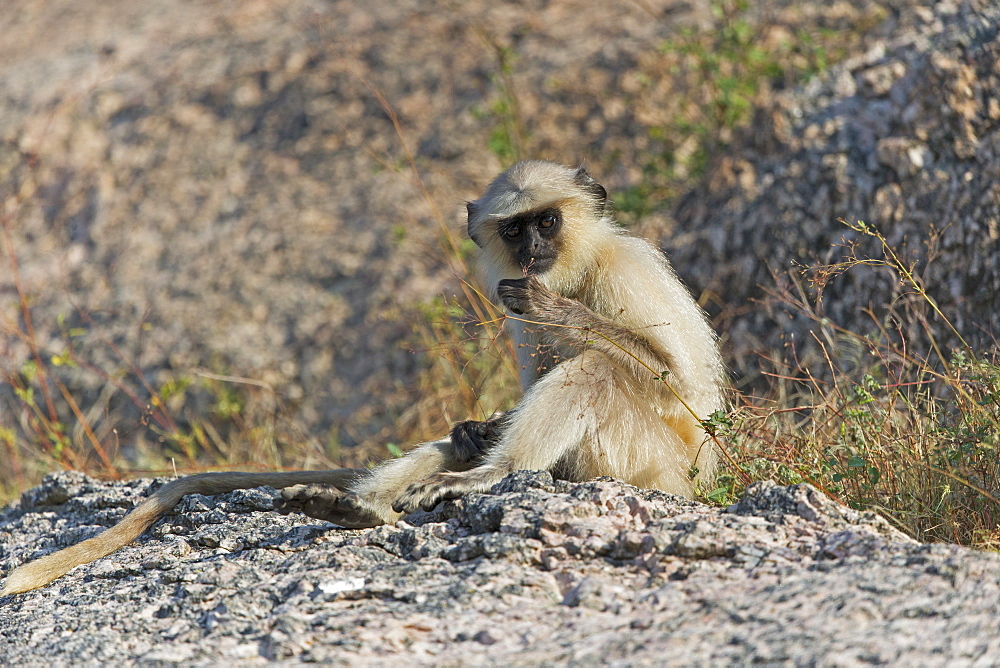 Hanuman Langur sitting on rock, Rajasthan India