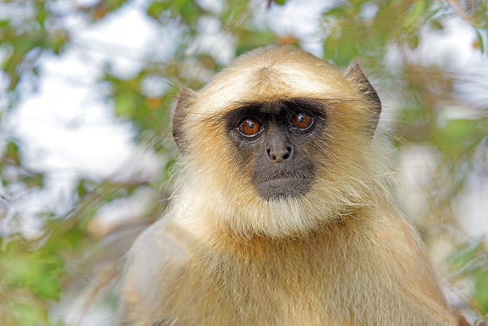 Portrait of Hanuman Langur, Rajasthan India