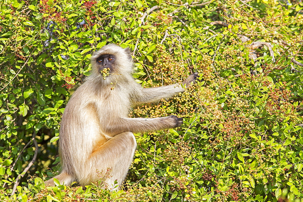 Hanuman Langurs eating fruits in a tree, Rajasthan India