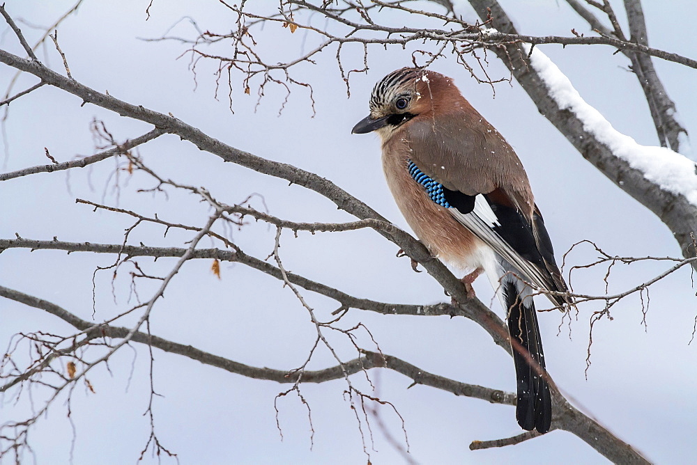 Eurasian Jay on a branch in winter, Balkans Bulgaria 