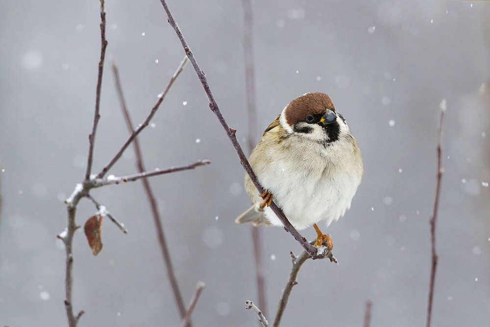 Eurasian Tree Sparrow on a branch, Balkans Bulgaria 