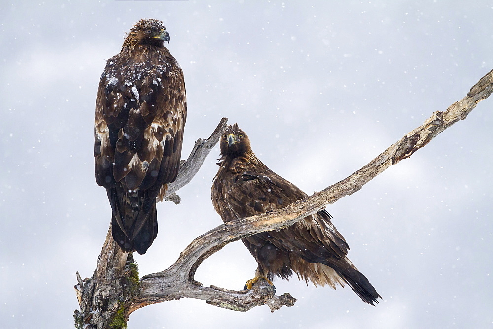 Golden Eagles on dead tree in winter, Balkans Bulgaria