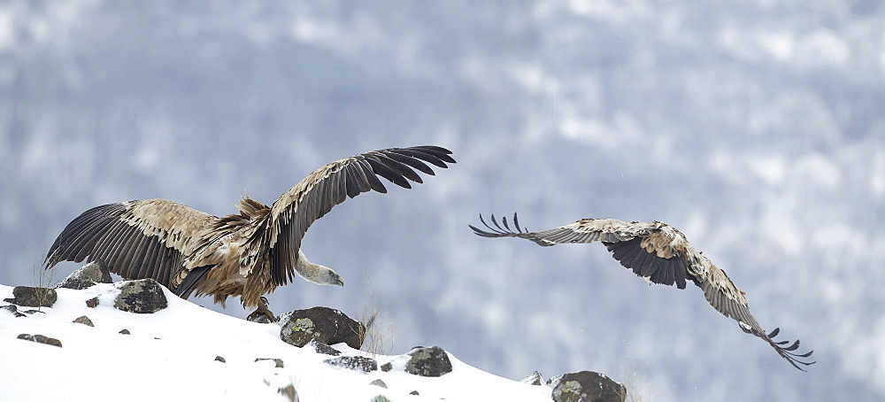 Griffon Vultures on rocks in winter, Balkans Bulgaria 