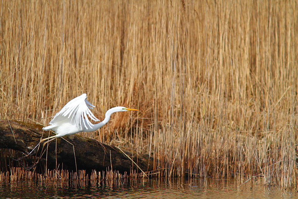 Great Egret flying to a reed bed, France 