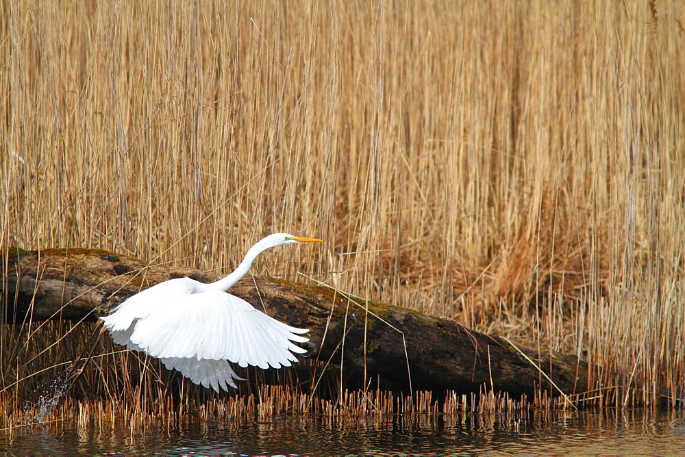 Great Egret flying to a reed bed, France 