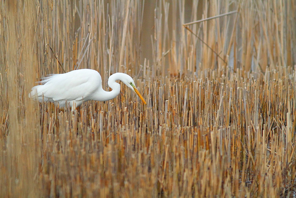 Great Egret flying in a reed bed, France 