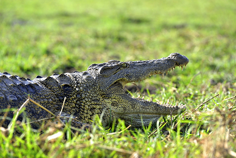 Portrait of Nile Crocodile on the bank, Chobe Botswana]