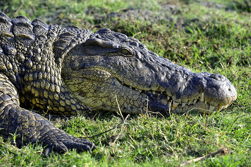 Portrait of Nile Crocodile on the bank, Chobe Botswana]