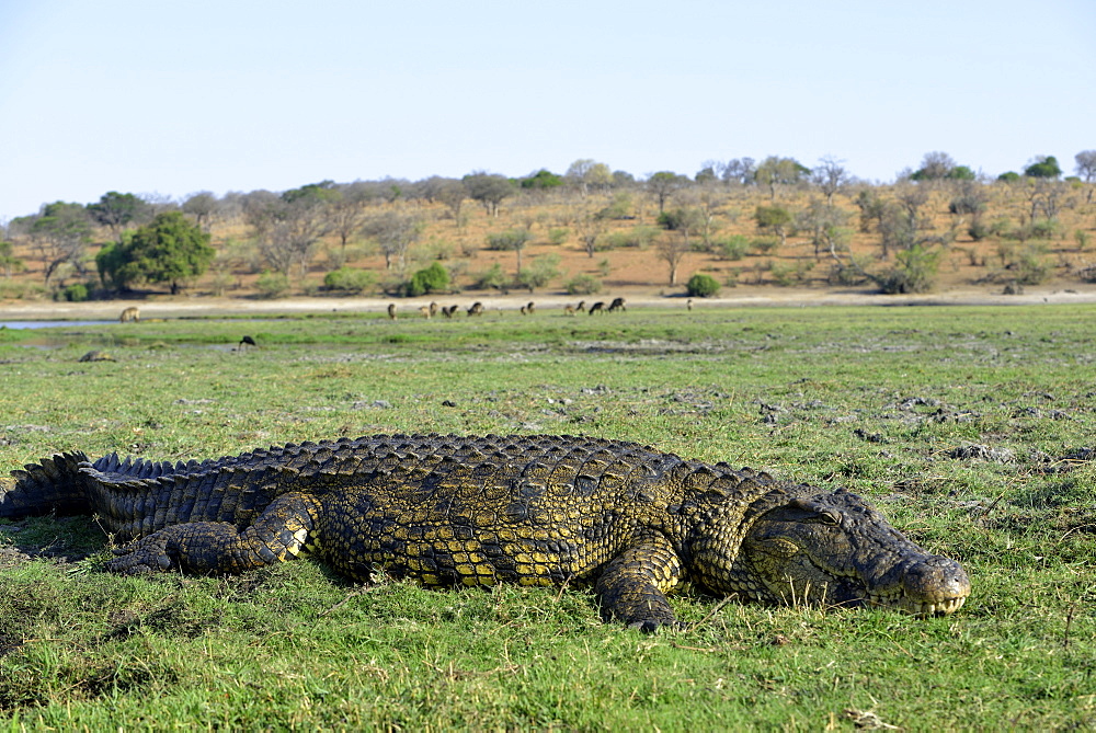 Nile crocodile on the bank, Chobe Botswana