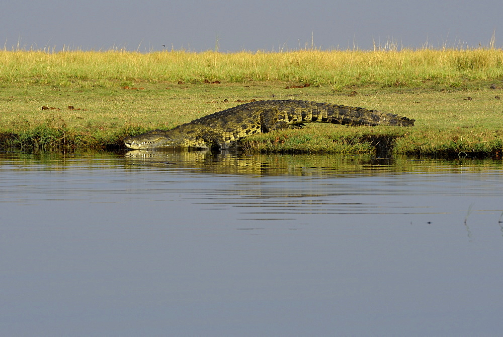 Nile crocodile on the bank, Chobe Botswana