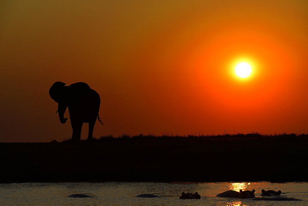 Elephant and Hippos at dusk, Chobe Botswana