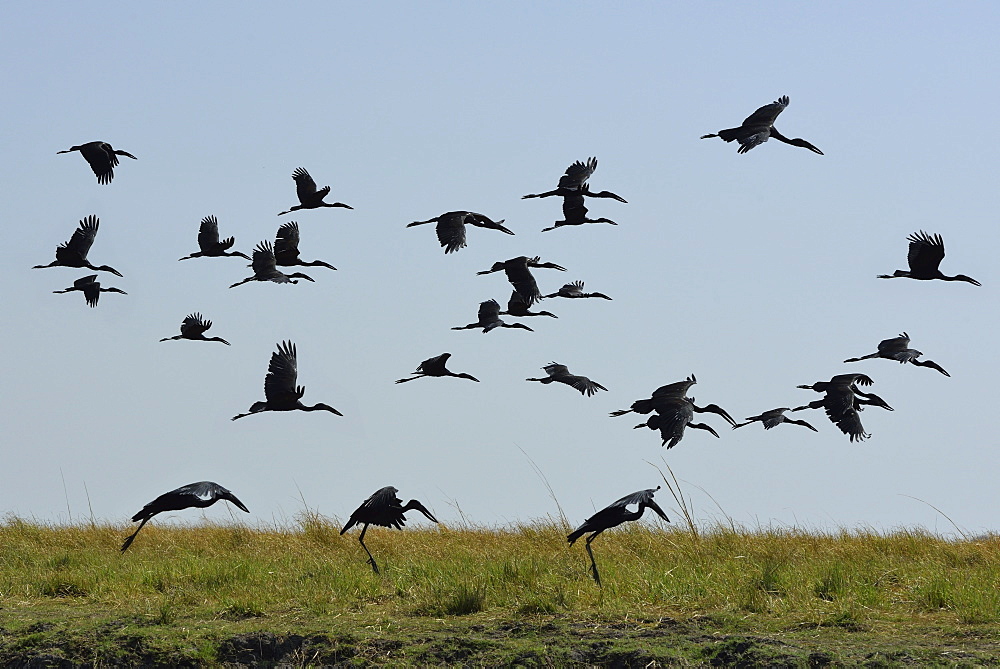 Open-billed storks in flight, Chobe Botswana 