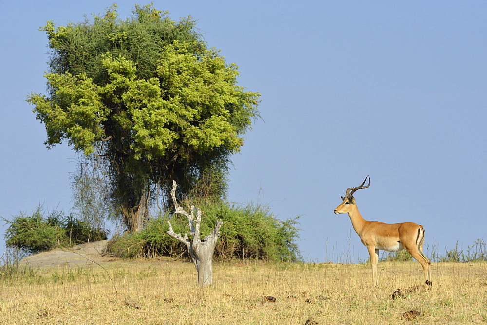 Black-faced Impala alert, Chobe Botswana