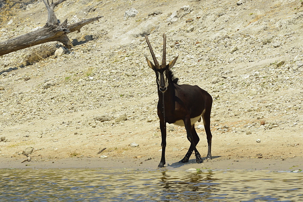 Sable antelope on the riverbank, Chobe Botswana 