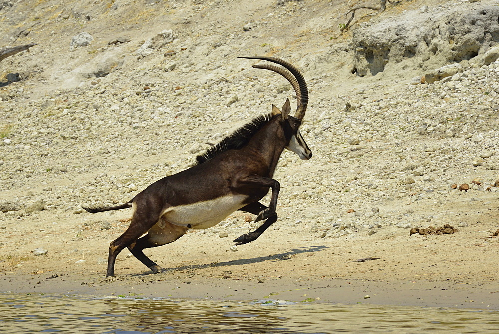 Sable antelope fleeing the bank, Chobe Botswana 