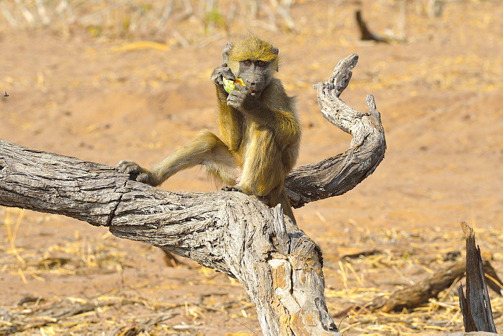 Chacma baboon eating a fruit, Chobe Botswana