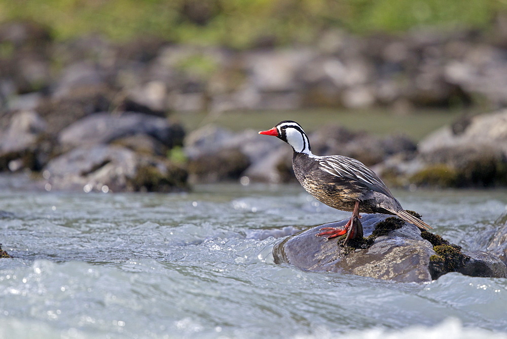 Torrent Duck male on rock, Torres del Paine Chile