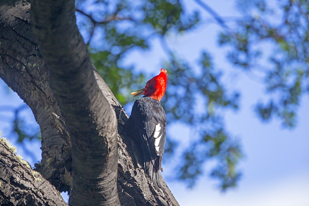 Magellanic Woodpecker on trunk, Torres del Paine Chile 