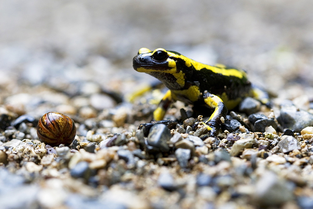 Speckled Salamander and Glomeris wound, Pyrenees France