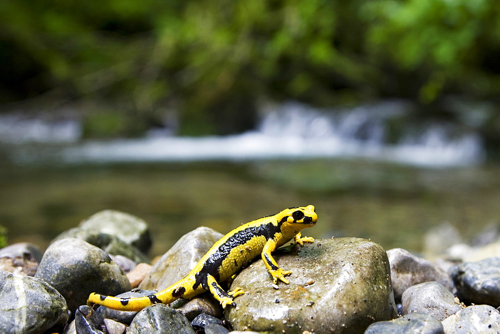 Speckled Salamander on rocky bank, Pyrenees France 