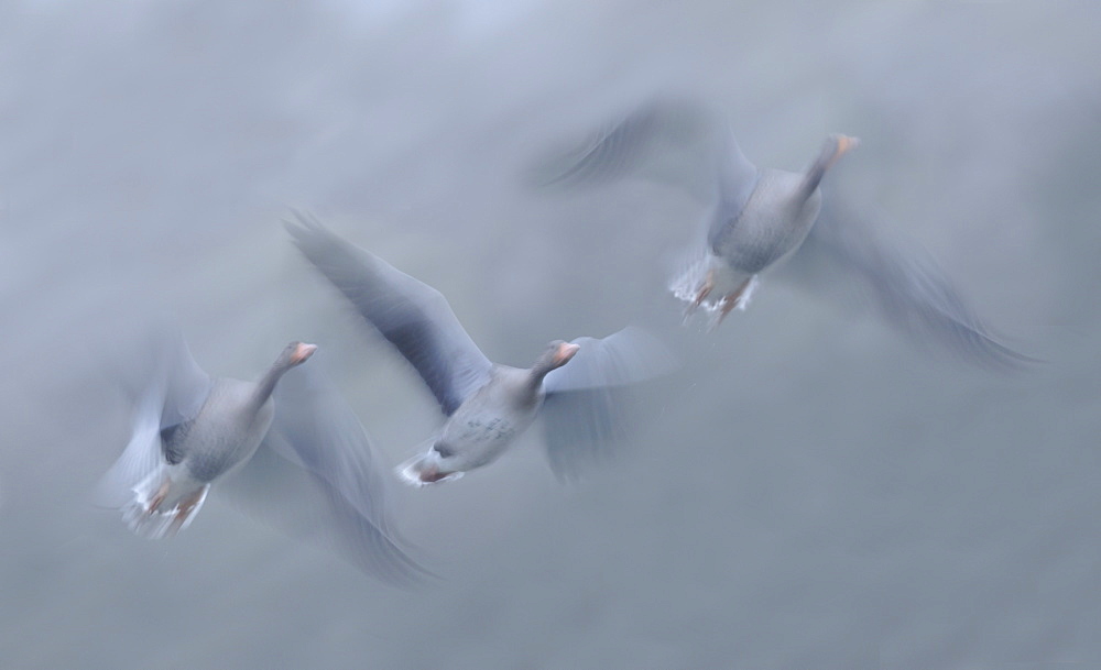 Greylag Geese in flight in autumn, Vosges France 