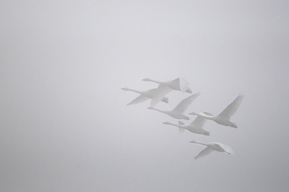 Whooper Swans in Flight, Sauer Delta Alsace France 