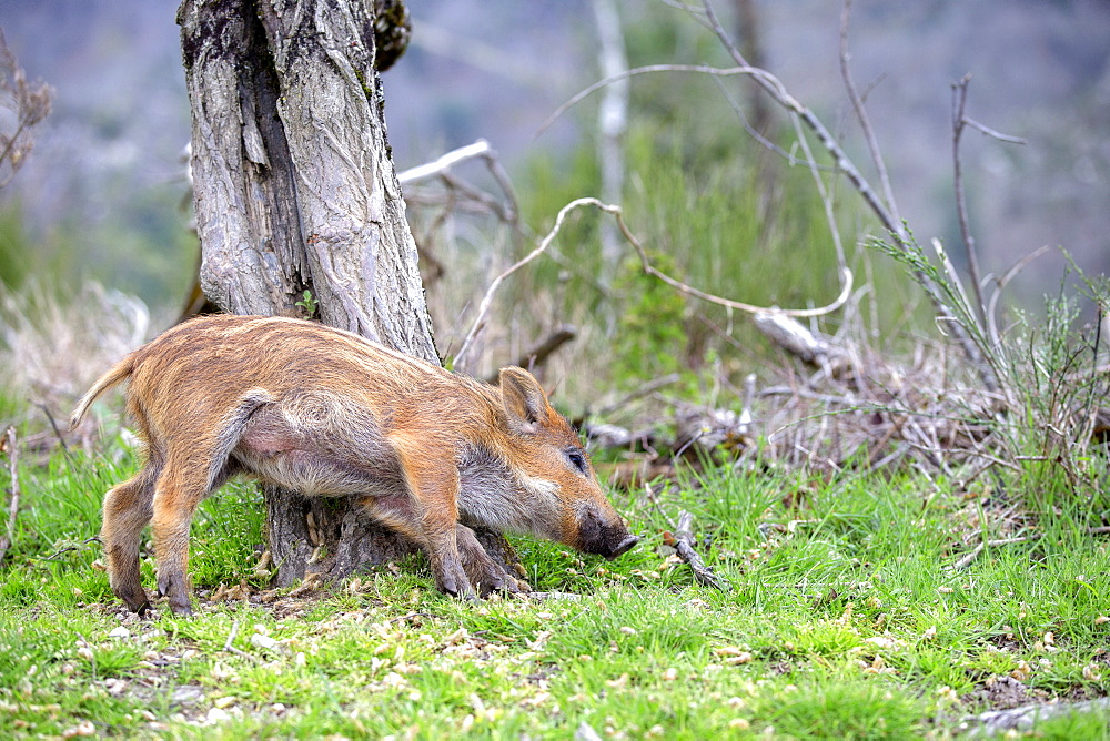 Young Wild Boar scratching on a tree trunk, France