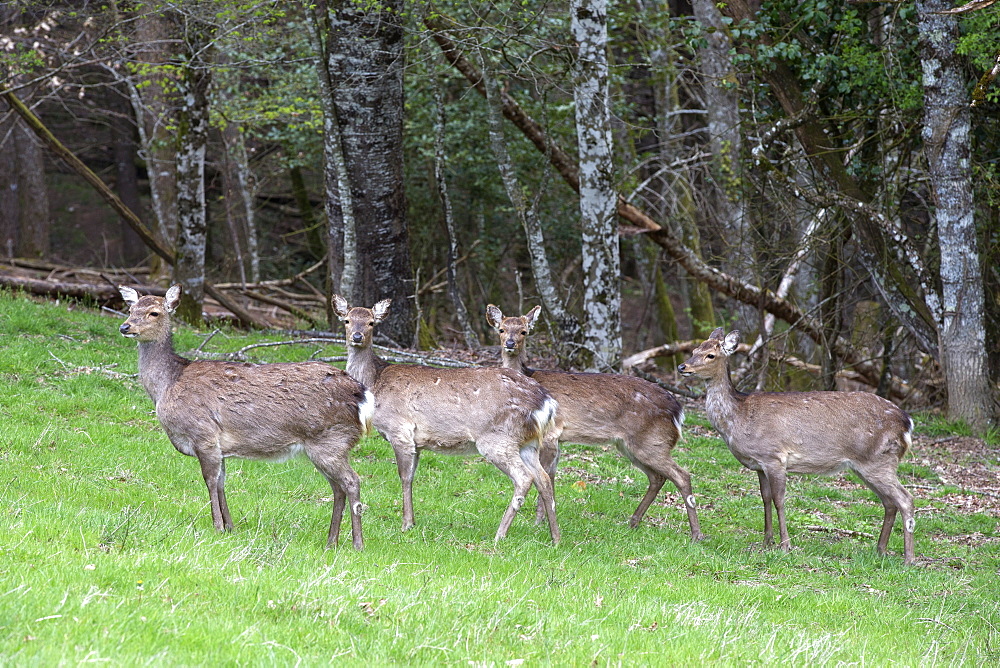 Female red deer in a clearing, France 